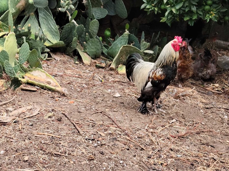 Galo Brahma x black