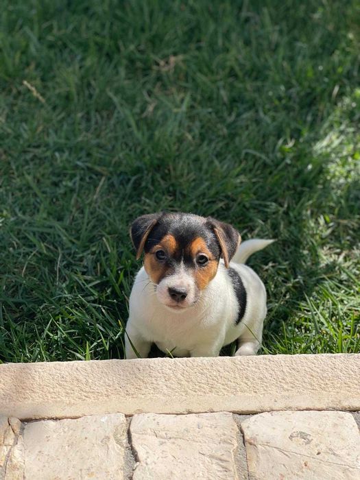 Jack Russell - Descendente de Diversos Campeões