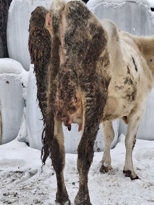 Krowa wysokocielna hf