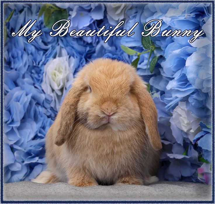 Młody Królik Mini Lop - Harlequin - Hodowla
