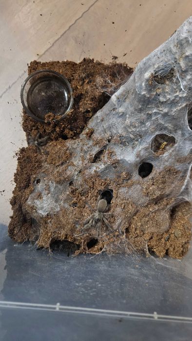 Monocentropus Balfouri