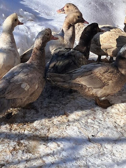 Продам качки шипуни(індокачки)