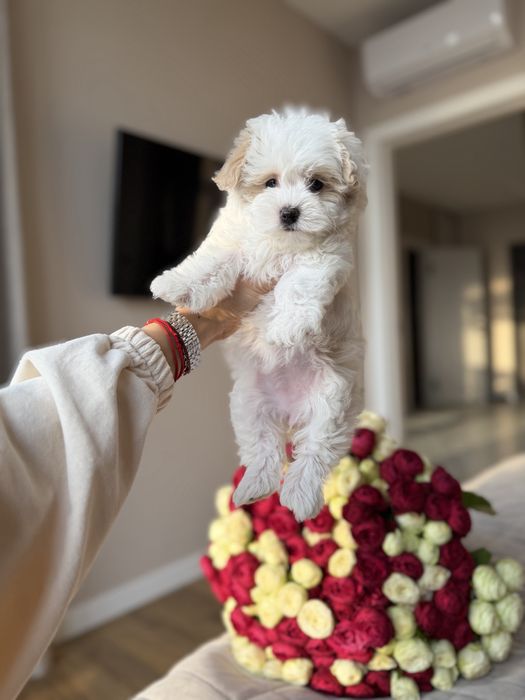 Мальтипу супер мини девочка ф1 беби фейс