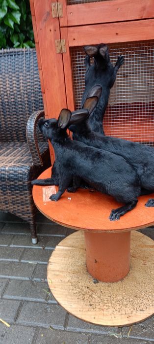 Króliki zajęczak czarny