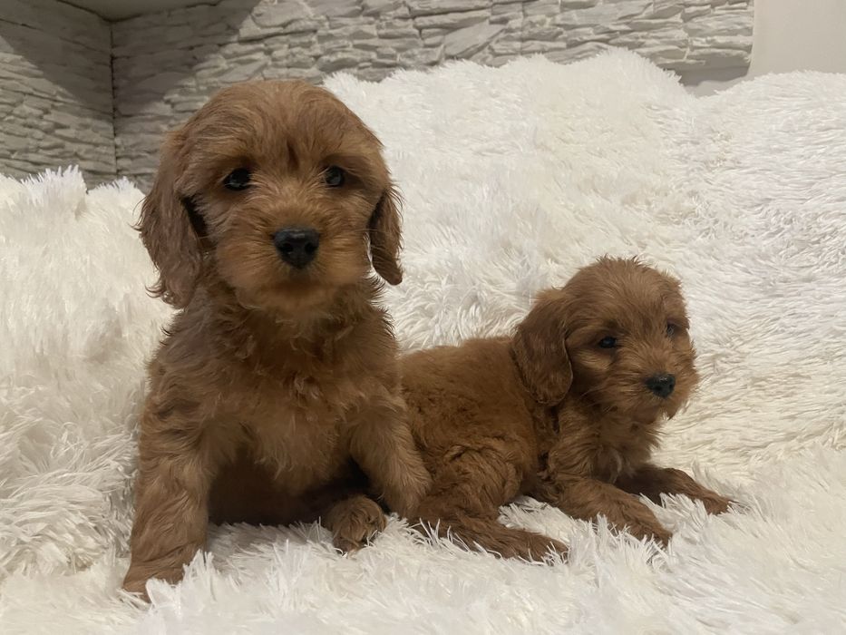Cockapoo szczeniaki