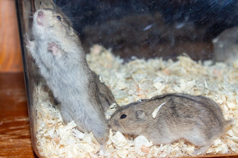 Sprzedam młode Lemingi stepowe