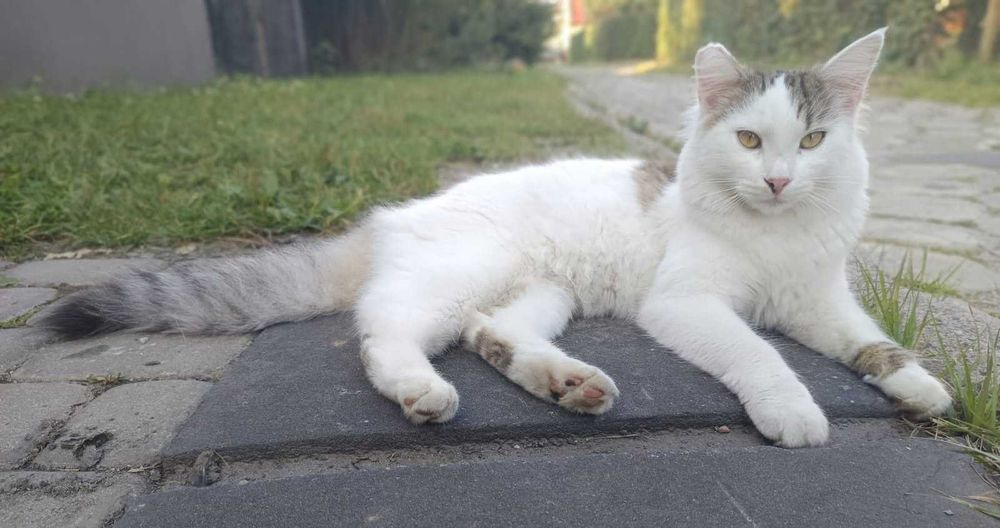 Chłopaki do wzięcia - Czipi i Pipi