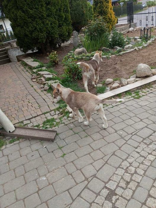 Szczeniak Rasy Syberian Husky z rodowodem.