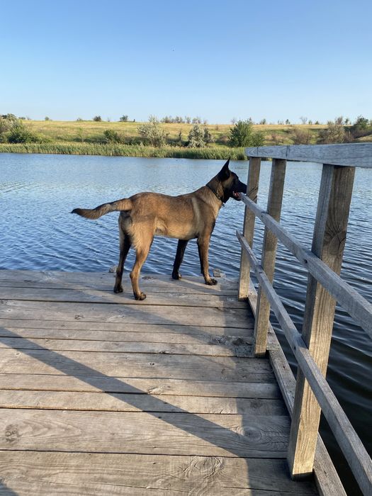 Щенки бельгійськоі вівчаркиМалінуа
