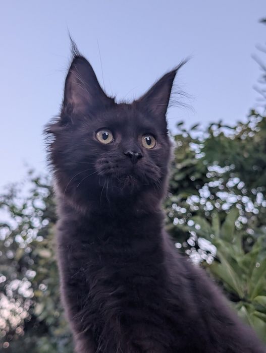 Czarny kocurek Maine Coon Zapraszamy
