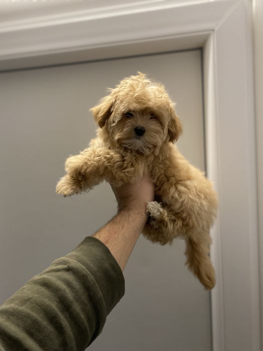 Гарні немовля мальтіпу