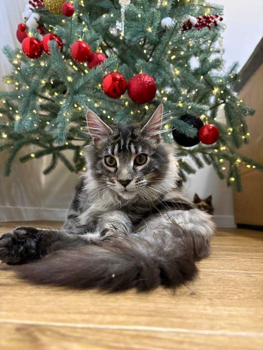 Сріблястий мейн-кун котик з документами WCF та ген тестами батьків