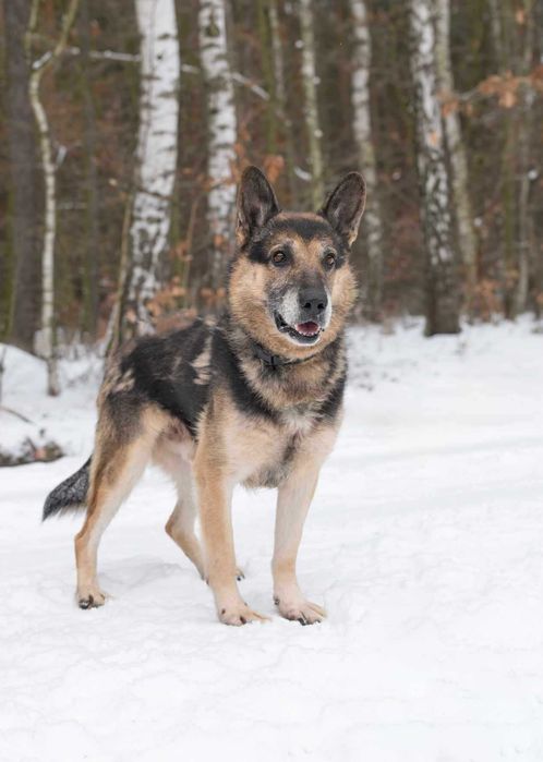 BARYCZ ułożony, spokojny psiak w typie owczarka prosi o dom 9l.28kg