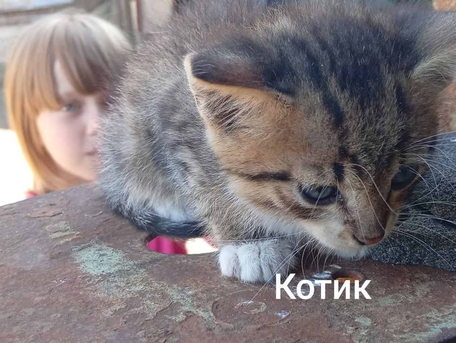 Віддам в добрі руки милих маленьких кошенят