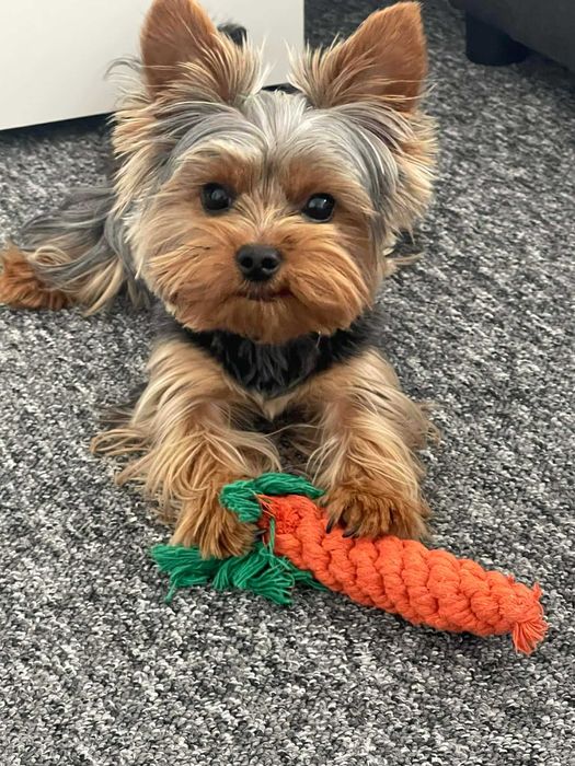 Yorkshire terrier z rodowodem Reproduktor