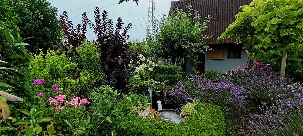 Działka ROD - Koszalin Mieszka I - domek murowany + szklarnia - Widok 3