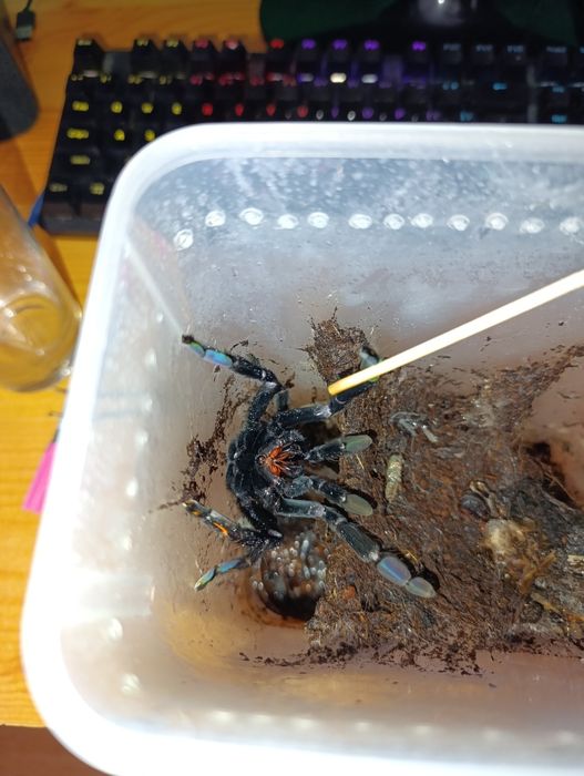 P.Irminia samica 4.5dc