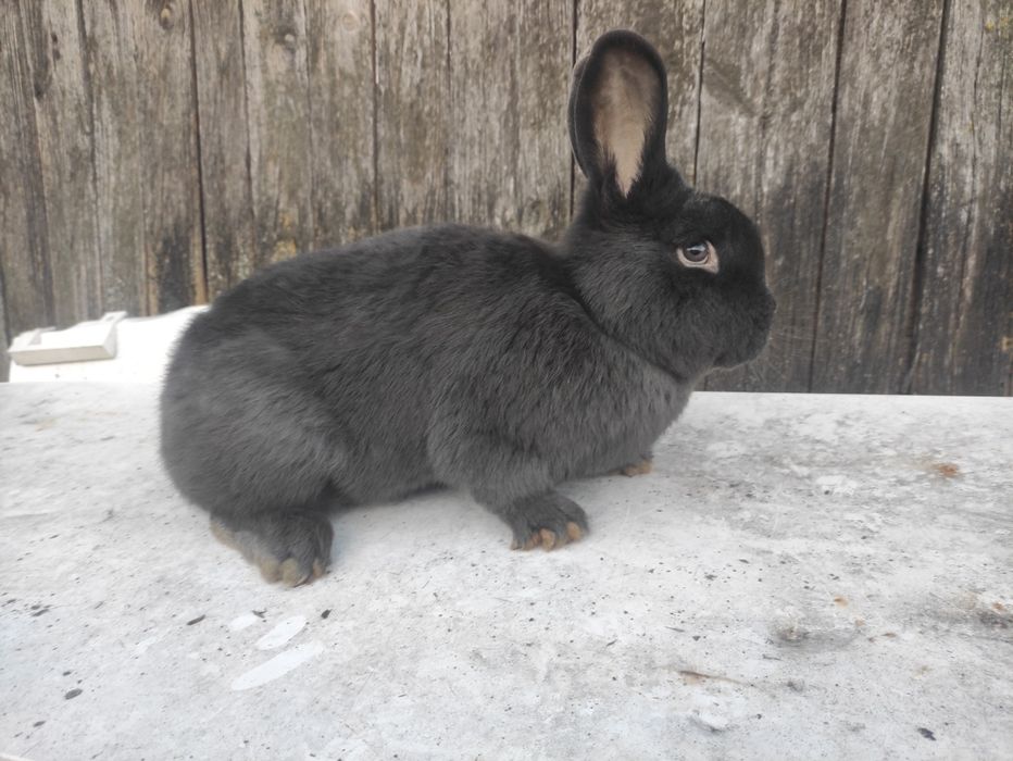 Sprzedam samca wiedyskiego