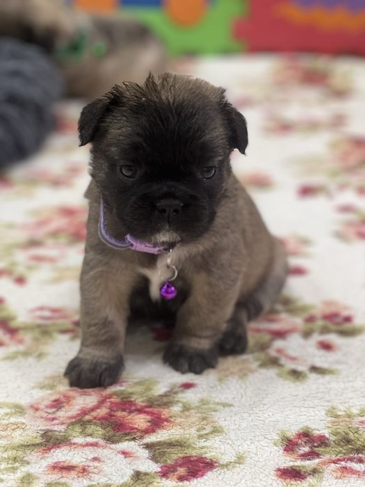 French  бульдоги