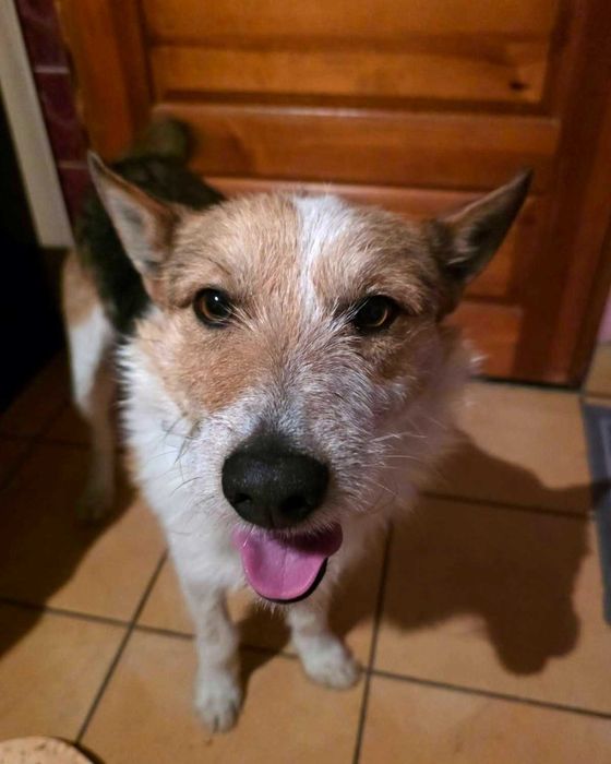 Dino - żywiołowy pies z pod sklepu Dino do adopcji