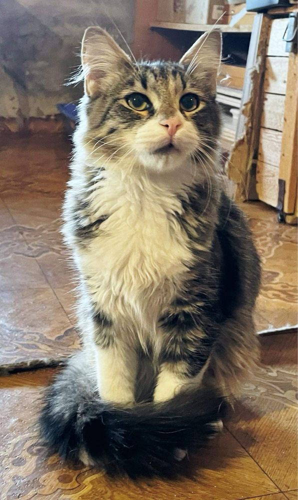 Котик, кошеня, кіт: Безкоштовно - Безкоштовно (тварини і в'язка) Львів ...
