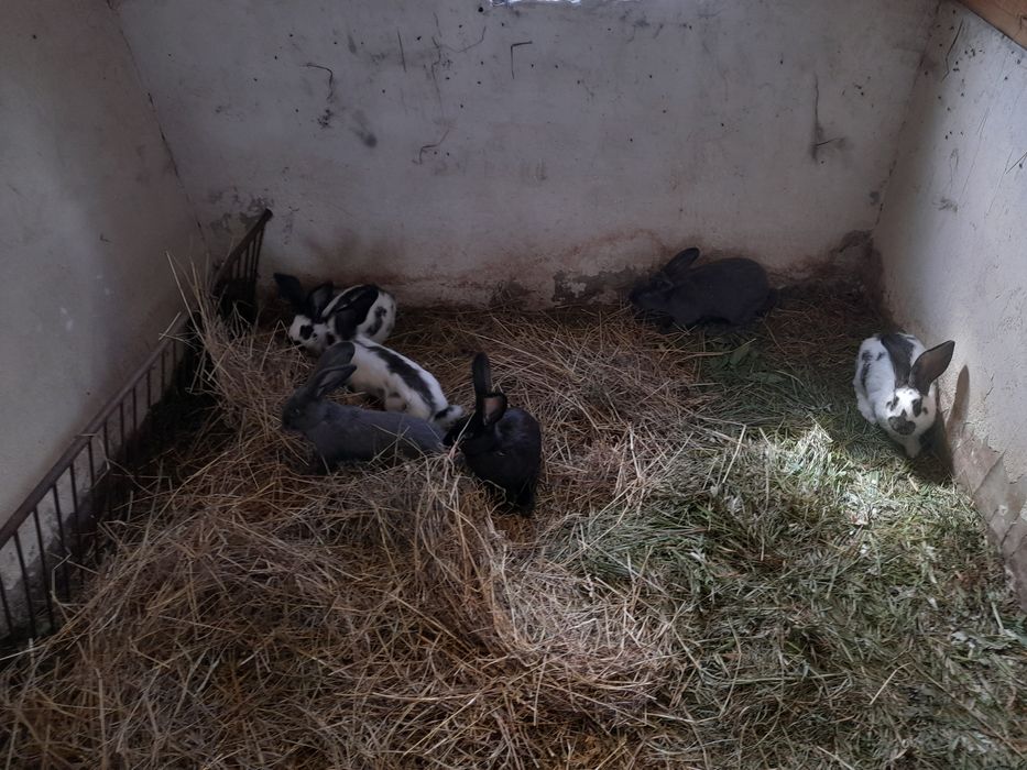 Króliki samiczki 7 sztuk