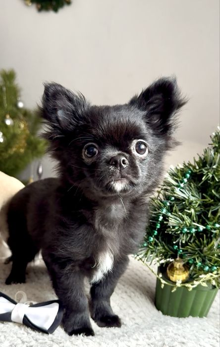 Песик чіхуахуа красунчик