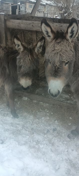 Ослик та осличка на продаж.