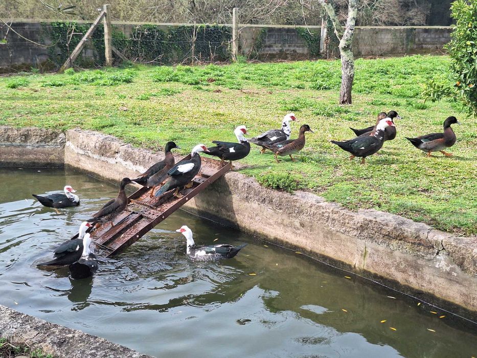 Patas e Patos Mudos Criação Caseira