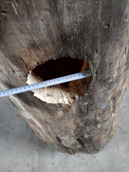 Buda legowa, kaczki, ary, kakadu, amazonki.