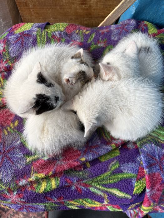 Отдам маленьких котят