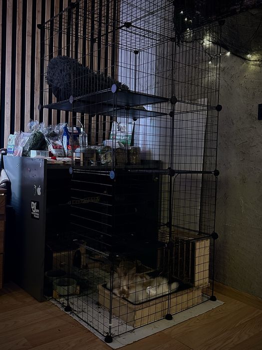 na sprzedaż dwa króliczki