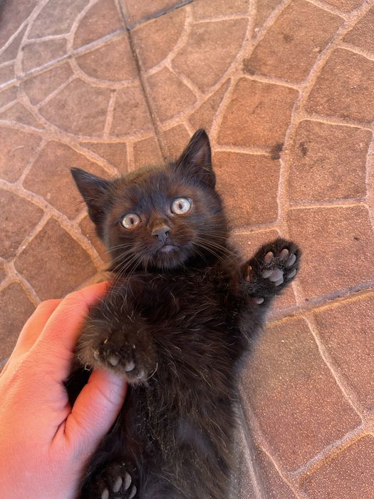 Шукаємо люблячих господарів для кошенят