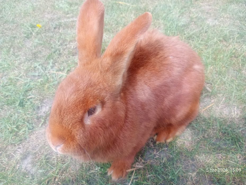 Samica New zeland czerwony