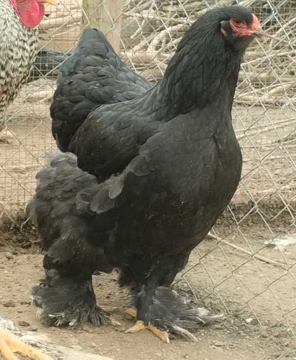 Brahmas Criação Exclusiva - Brahma Bio Farm