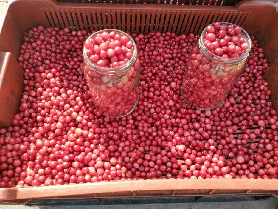 Żurawina leśna 320ml dżem żurawinowy