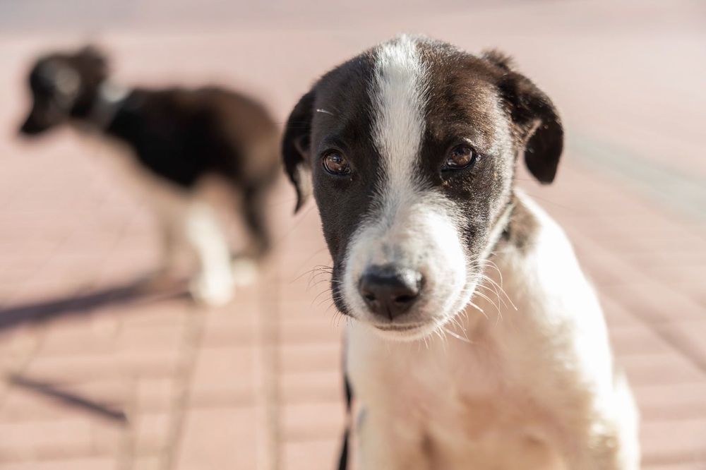 Cadelas bebés para adoção responsável