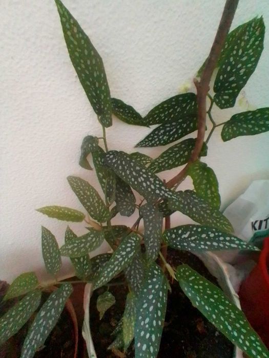 Apenas 3 € Planta begónia ( chuva de prata) para transplantar.