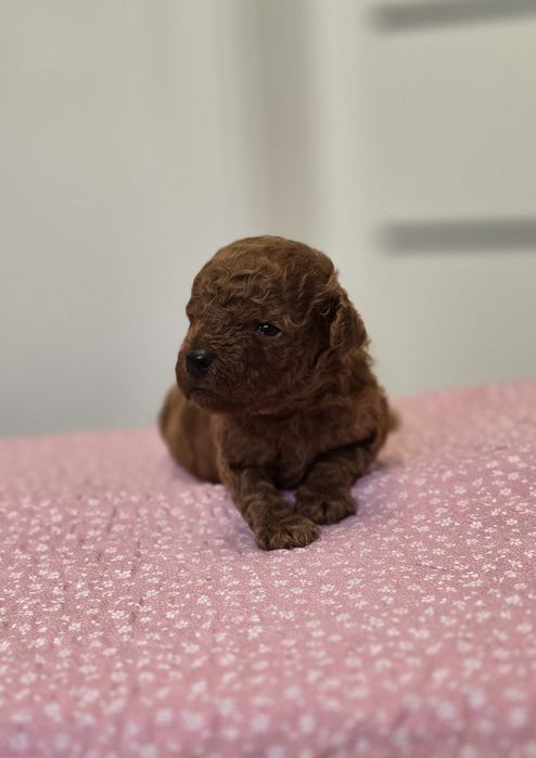 Pudel toy red brown sunia