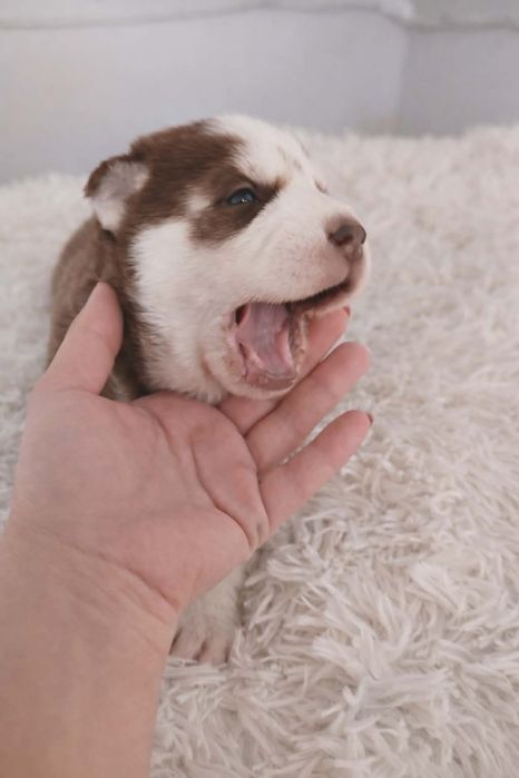 Siberian husky sprzedam