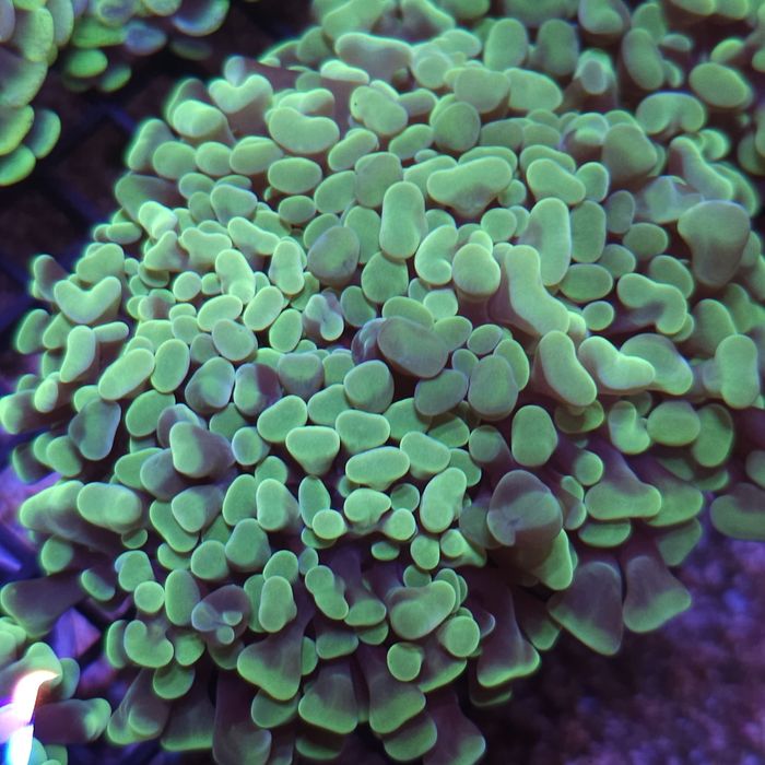 Euphyllia paraancora 1H Akwarystyka morska