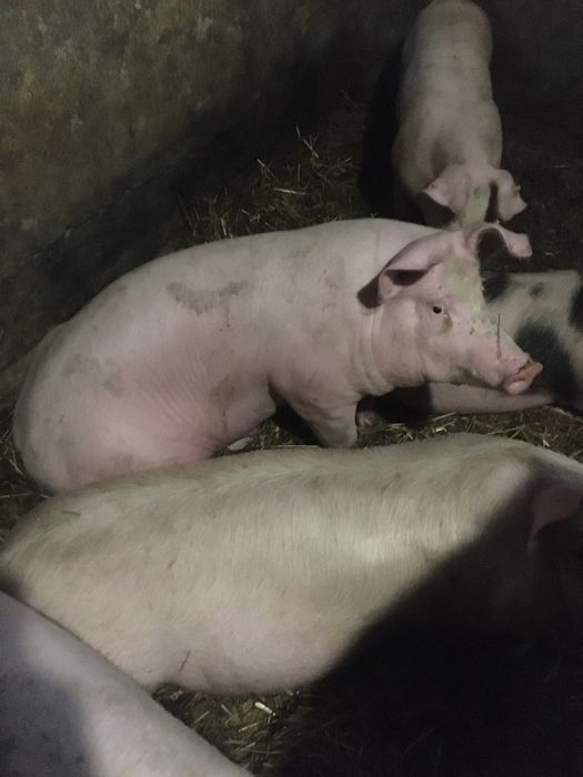 Loszki świnie.tuczniki!!!