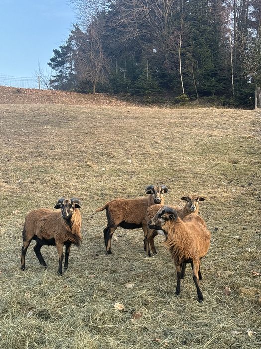 Sprzedam owce i barany kameruńskie