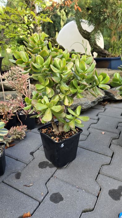 Grubosz Crassula  z Hybryda Lemon Lime
