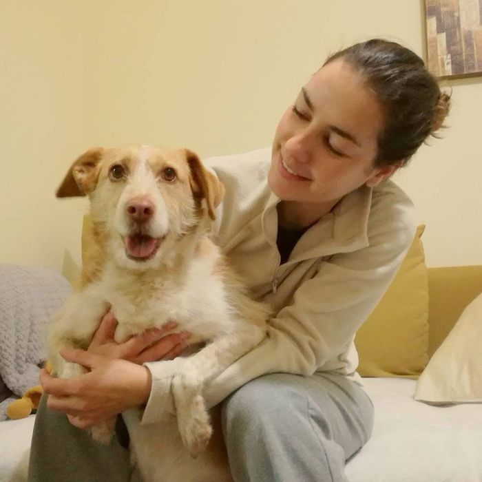 Serviço de estadia familiar de cães de porte pequeno/ dóceis