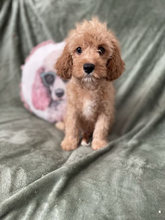 Cavapoo chłopiec pudel cavalier