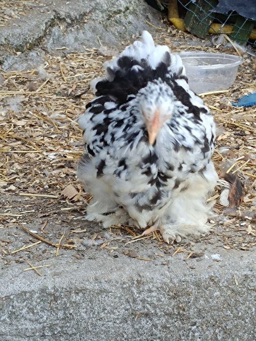 Fêmea Pekin white mottled