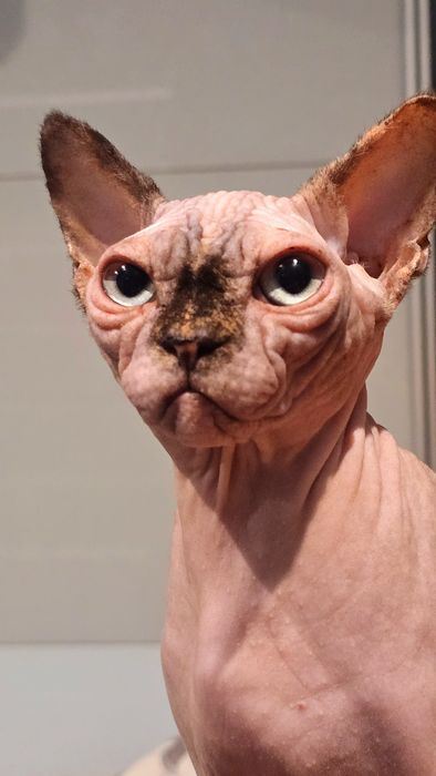 Kotka Sfinks po kastracji  z wyprawką – cudowny charakter!