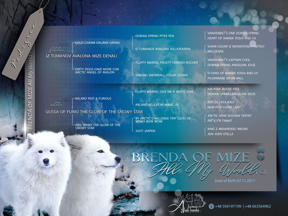 Samoyed piękne szczenię