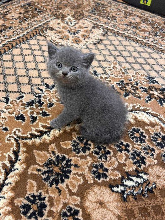 Шотландські котята